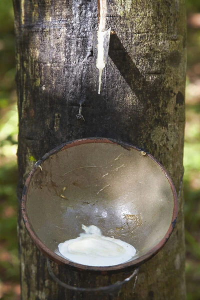 Rubber being collected at rubber plantation, Kampong Cham, Cambodia