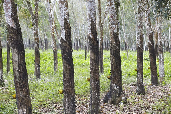 Rubber trees, Kebun Kandeng Lembu Plantation, Kalibaru, Java, Indonesia