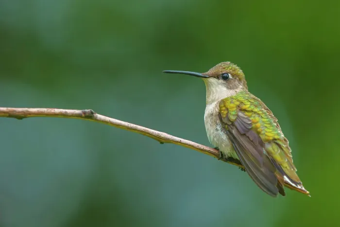 Framed Print : Ruby-throated Hummingbird (Archilochus colubris) female, Ontario, Canada Framed Print : Ruby-throated Hummingbird (Archilochus colubris) female, Ontario, Canada