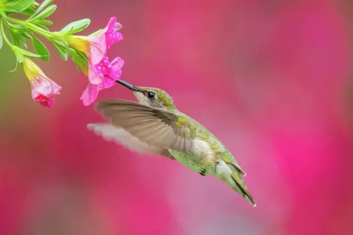 Framed Print : Ruby-throated Hummingbird (Archilochus colubris) female, Ontario, Canada Framed Print : Ruby-throated Hummingbird (Archilochus colubris) female, Ontario, Canada