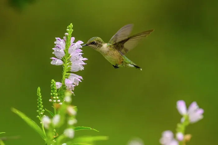 Framed Print : Ruby-throated hummingbird (Archilochus colubris) Foraging for nectar in garden flowers, Greater Sudbury, Ontario, Canada Framed Print : Ruby-throated hummingbird (Archilochus colubris) Foraging for nectar in garden flowers, Greater Sudbury, Ontario, Canada