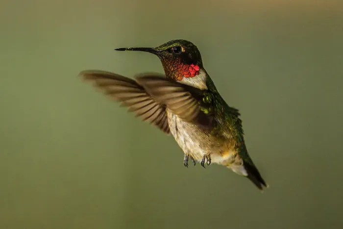 Framed Print : ruby-throated hummingbird (Archilochus colubris) Male, Greater Sudbury, Ontario, Canada Framed Print : ruby-throated hummingbird (Archilochus colubris) Male, Greater Sudbury, Ontario, Canada