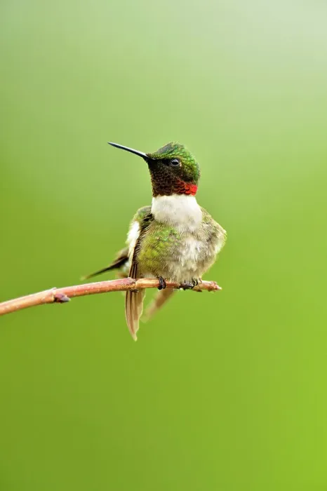 Framed Print : Ruby throated hummingbird (Archilochus colubris) Male, Greater Sudbury, Ontario, Canada Framed Print : Ruby throated hummingbird (Archilochus colubris) Male, Greater Sudbury, Ontario, Canada