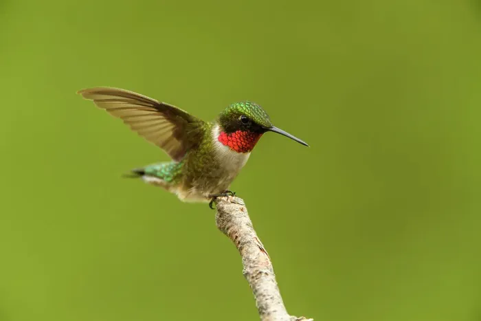 Framed Print : Ruby-throated Hummingbird (Archilochus colubris) Male perched near feeder, Greater Sudbury, Ontario, Canada Framed Print : Ruby-throated Hummingbird (Archilochus colubris) Male perched near feeder, Greater Sudbury, Ontario, Canada