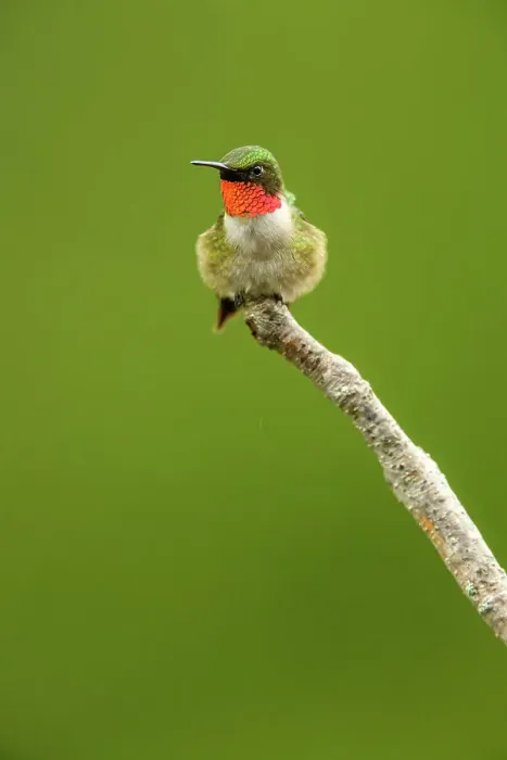 Framed Print : Ruby-throated Hummingbird (Archilochus colubris) Male perched near feeder, Greater Sudbury, Ontario, Canada Framed Print : Ruby-throated Hummingbird (Archilochus colubris) Male perched near feeder, Greater Sudbury, Ontario, Canada