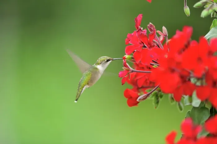 Framed Print : Ruby throated hummingbird (Archilochus colubris) Nectaring geranium flowers on residential deck. Greater Sudbury (Lively), Ontario, Canada