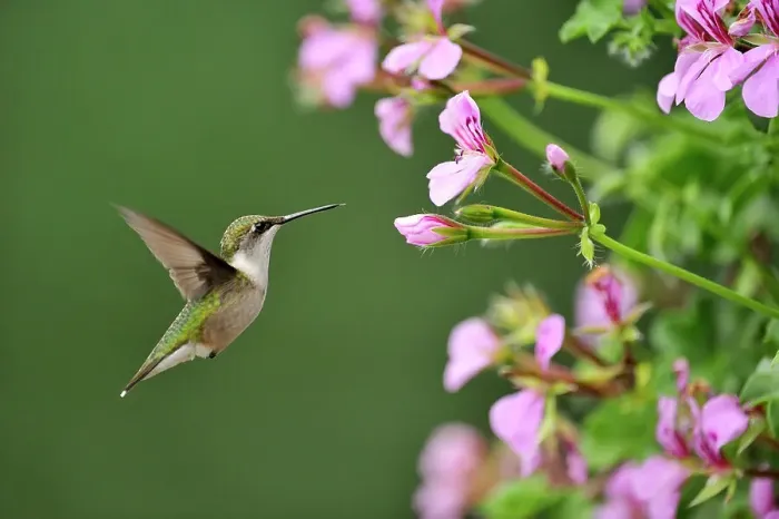 Framed Print : Ruby throated hummingbird (Archilochus colubris) Nectaring geranium flowers on residential deck. Greater Sudbury (Lively), Ontario, Canada Framed Print : Ruby throated hummingbird (Archilochus colubris) Nectaring geranium flowers on residential deck. Greater Sudbury (Lively), Ontario, Canada