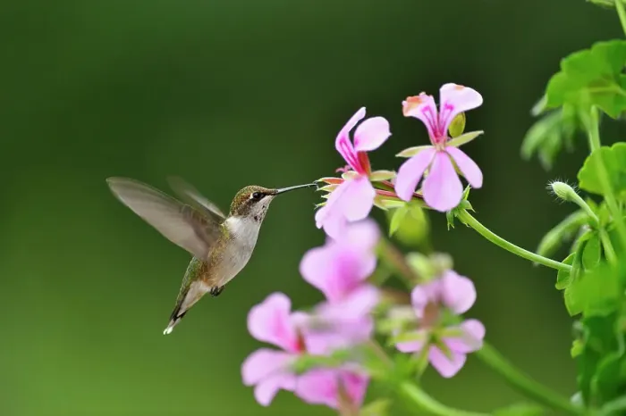 Framed Print : Ruby throated hummingbird (Archilochus colubris) Nectaring geranium flowers on residential deck. Greater Sudbury (Lively), Ontario, Canada Framed Print : Ruby throated hummingbird (Archilochus colubris) Nectaring geranium flowers on residential deck. Greater Sudbury (Lively), Ontario, Canada