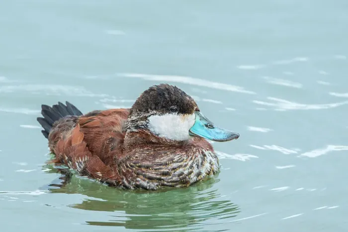 Framed Print : Ruddy Duck (Oxyura jamaicensis) drake, Humber Bay Park on Lake Ontario, Toronto, Ontario, Canada Framed Print : Ruddy Duck (Oxyura jamaicensis) drake, Humber Bay Park on Lake Ontario, Toronto, Ontario, Canada