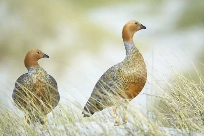Framed Print : Ruddy-headed geese in grass, Sea Lion Island, Falkland Islands, South America Framed Print : Ruddy-headed geese in grass, Sea Lion Island, Falkland Islands, South America