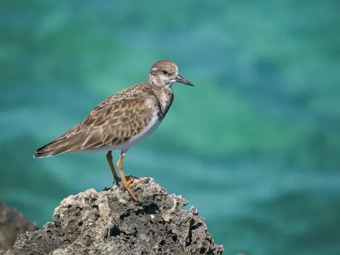 Framed Print : Ruddy Turnstone (Arenaria interpres), Grand Cayman, Cayman Islands, British West Indies Framed Print : Ruddy Turnstone (Arenaria interpres), Grand Cayman, Cayman Islands, British West Indies
