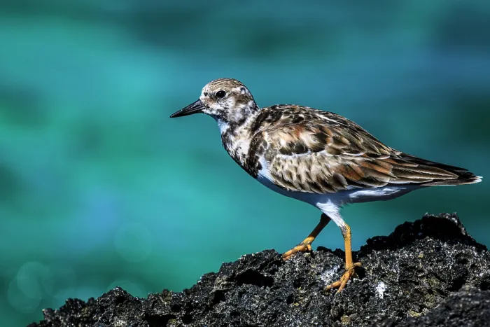 Framed Print : Ruddy turnstone (Arenaria interpres), George Town, Grand Cayman- George Town, Cayman Islands Framed Print : Ruddy turnstone (Arenaria interpres), George Town, Grand Cayman- George Town, Cayman Islands