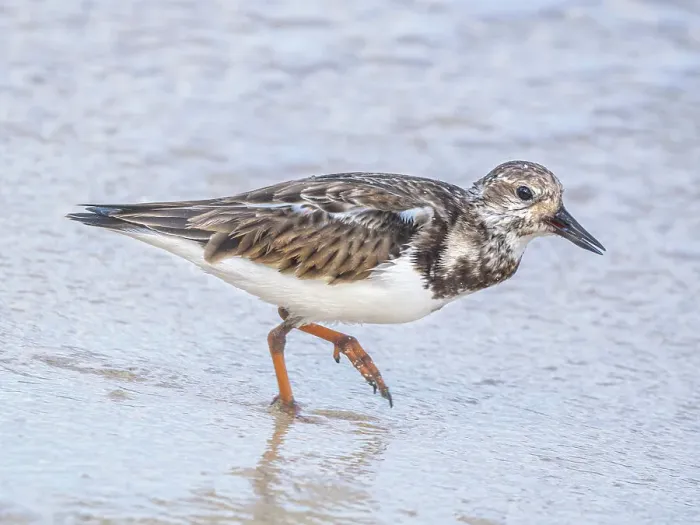 Framed Print : Ruddy Turnstone (Arenaria interpres) in winter plumage, Grand Cayman, Cayman Islands, British West Indies Framed Print : Ruddy Turnstone (Arenaria interpres) in winter plumage, Grand Cayman, Cayman Islands, British West Indies