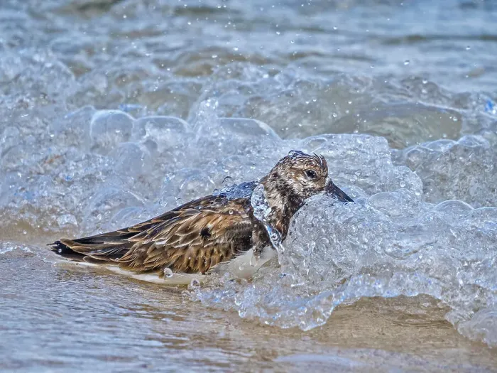 Framed Print : Ruddy Turnstone (Arenaria interpres) in winter plumage, Grand Cayman, Cayman Islands, British West Indies Framed Print : Ruddy Turnstone (Arenaria interpres) in winter plumage, Grand Cayman, Cayman Islands, British West Indies