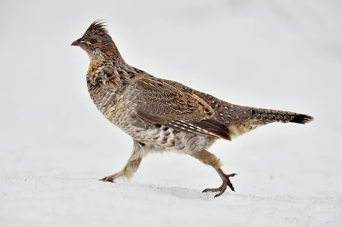 Framed Print : Ruffed grouse (Bonasa umbellus), Greater Sudbury, Ontario, Canada Framed Print : Ruffed grouse (Bonasa umbellus), Greater Sudbury, Ontario, Canada