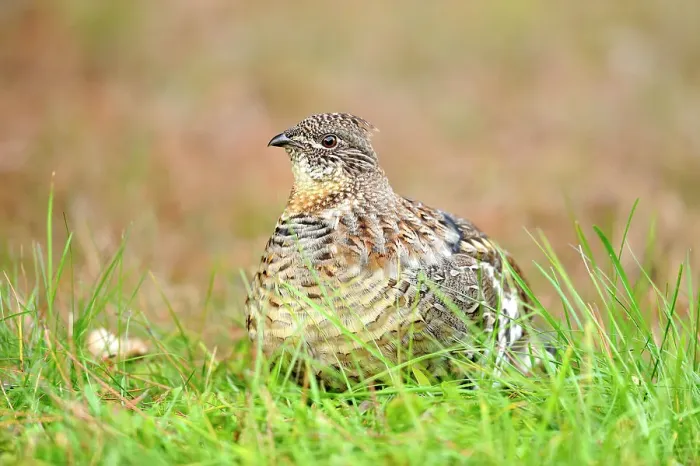 Framed Print : Ruffed grouse (Bonasa umbellus) Eating vegetation on a lawn, Greater Sudbury (Lively), Ontario, Canada Framed Print : Ruffed grouse (Bonasa umbellus) Eating vegetation on a lawn, Greater Sudbury (Lively), Ontario, Canada