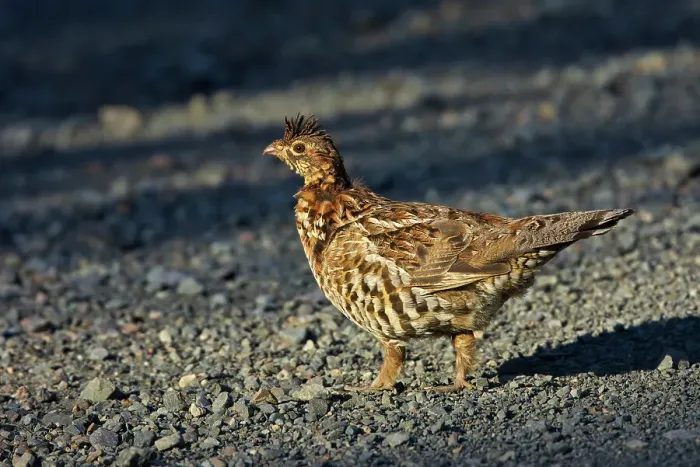 Framed Print : Ruffed grouse (Bonasa umbellus) on gravel road. This is a provincial park and not a true Canadian national park. Quebec Parc national de la Gaspesie Canada Framed Print : Ruffed grouse (Bonasa umbellus) on gravel road. This is a provincial park and not a true Canadian national park. Quebec Parc national de la Gaspesie Canada