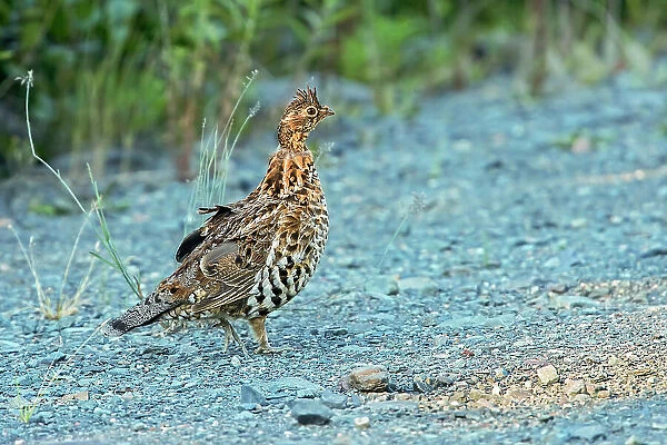 Ruffed grouse (Bonasa umbellus) on gravel road. This is a provincial park and not a true Canadian national park. Quebec Parc national de la Gaspesie Canada