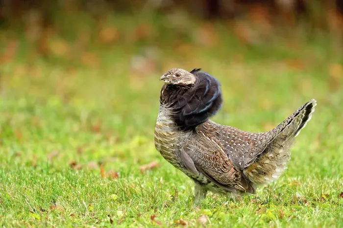Framed Print : Ruffed grouse (Bonasa umbellus) Male displaying in autumn, Greater Sudbury, Ontario, Canada Framed Print : Ruffed grouse (Bonasa umbellus) Male displaying in autumn, Greater Sudbury, Ontario, Canada