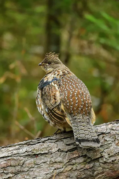 Framed Print : Ruffed grouse (Bonassa umbellus). Drumming behaviour on a log. Greater Sudbury, Ontario, Canada Framed Print : Ruffed grouse (Bonassa umbellus). Drumming behaviour on a log. Greater Sudbury, Ontario, Canada