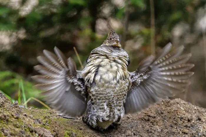 Framed Print : Ruffed grouse (Bonassa umbellus) Male drumming behaviour in spring, Greater Sudbury, Ontario, Canada Framed Print : Ruffed grouse (Bonassa umbellus) Male drumming behaviour in spring, Greater Sudbury, Ontario, Canada