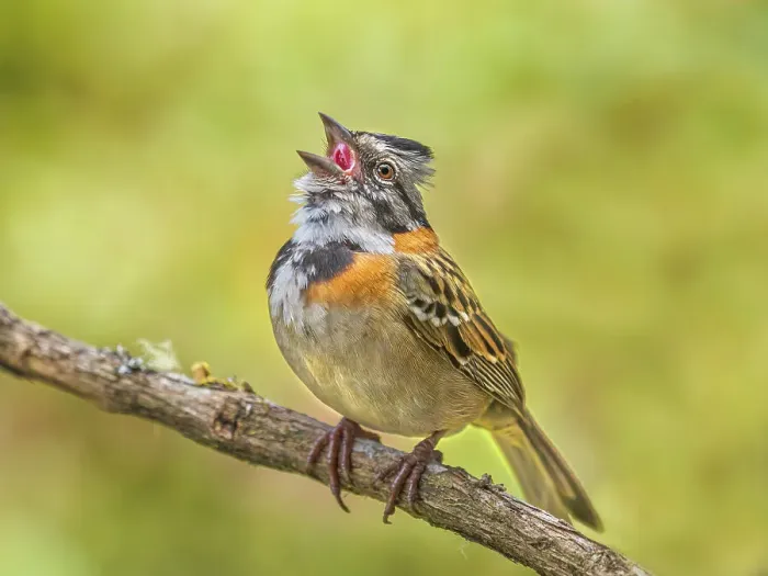 Framed Print : Rufous-collared Sparrow (Zonotrichia capensis), Turrialba, Cartago, Costa Rica Framed Print : Rufous-collared Sparrow (Zonotrichia capensis), Turrialba, Cartago, Costa Rica