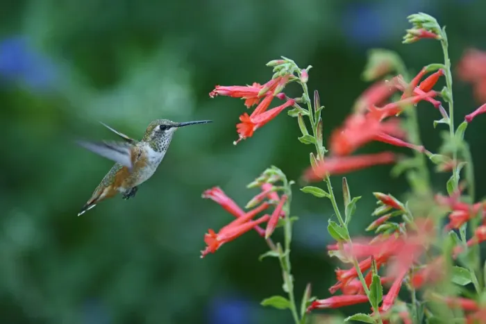 Framed Print : Rufous Hummingbird, Selasphorus rufus, Oregon, USA Penstemon pinifolius, Tall Orange Framed Print : Rufous Hummingbird, Selasphorus rufus, Oregon, USA Penstemon pinifolius, Tall Orange