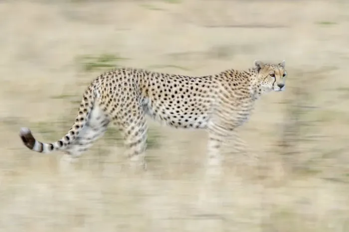 Framed Print : Running cheetah, Serengeti, Tanzania, Africa Framed Print : Running cheetah, Serengeti, Tanzania, Africa