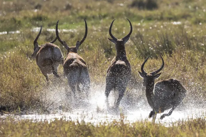 Framed Print : Running Lechwe, Okavango Delta, Botswana Framed Print : Running Lechwe, Okavango Delta, Botswana