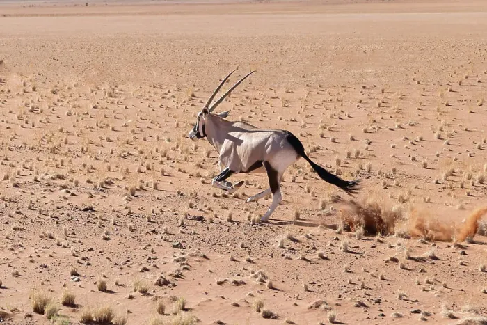 Framed Print : Running Oryx, Namibia, Africa Framed Print : Running Oryx, Namibia, Africa