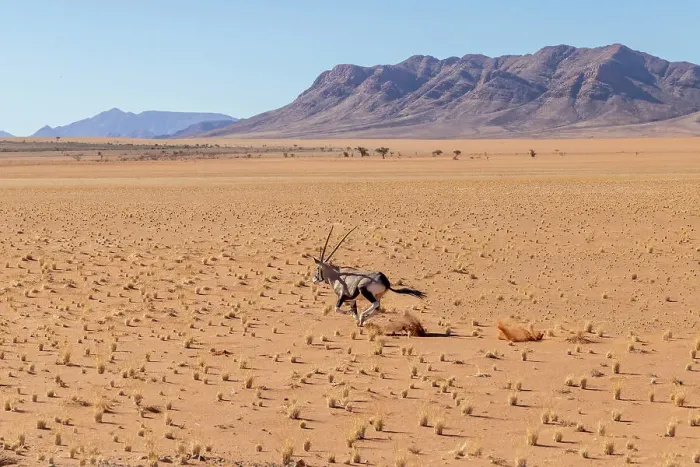 Framed Print : Running Oryx, Namibia, Africa Framed Print : Running Oryx, Namibia, Africa
