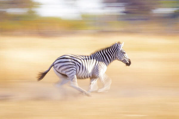 Running Zebra, Okavango Delta, Botswana