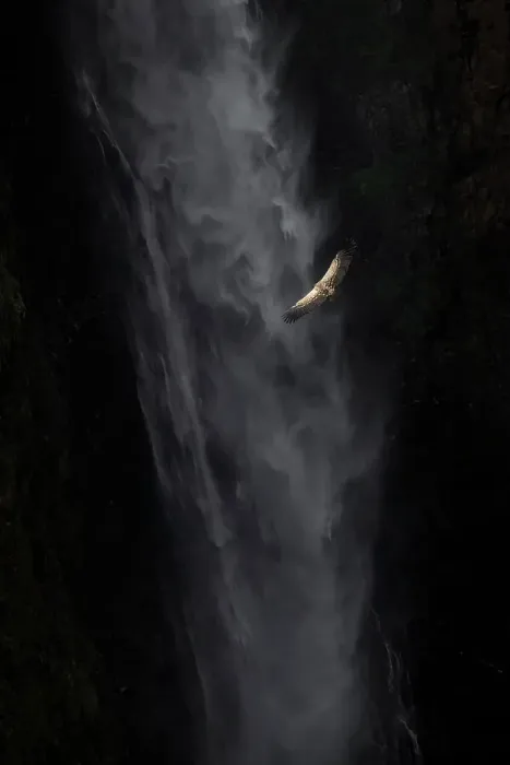 Framed Print : Ruppell's vulture (Gyps rueppelli), also called Ruppell's griffon vulture in front of Jinbar waterfalls, Simien Mountains National Park, Ethiopia Framed Print : Ruppell's vulture (Gyps rueppelli), also called Ruppell's griffon vulture in front of Jinbar waterfalls, Simien Mountains National Park, Ethiopia