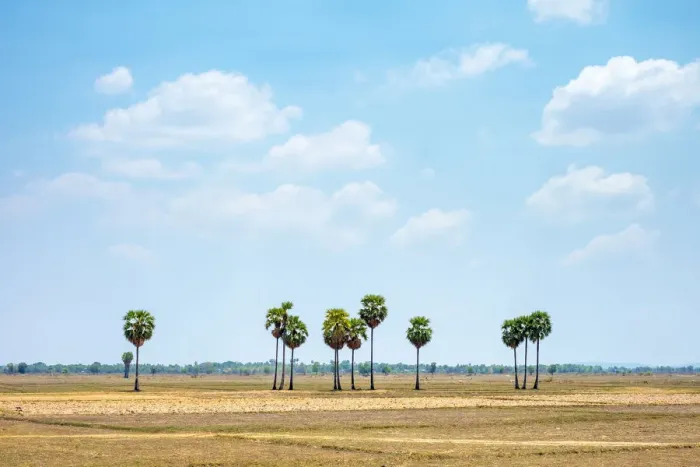 Framed Print : Empty rural landscape with palm trees near Kampong Svay, Kampong Thom Province, Cambodia Framed Print : Empty rural landscape with palm trees near Kampong Svay, Kampong Thom Province, Cambodia