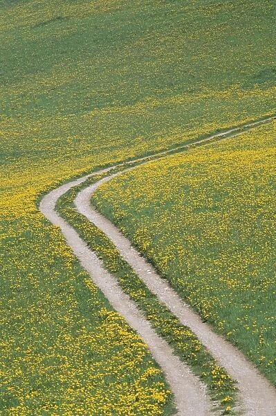 Rural Road  /  Track with Yellow Wild Flowers