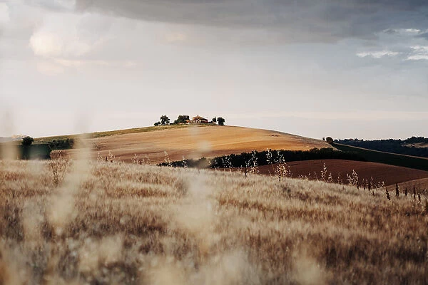 Rural scene, wheat and hills in Marche region, Central Italy