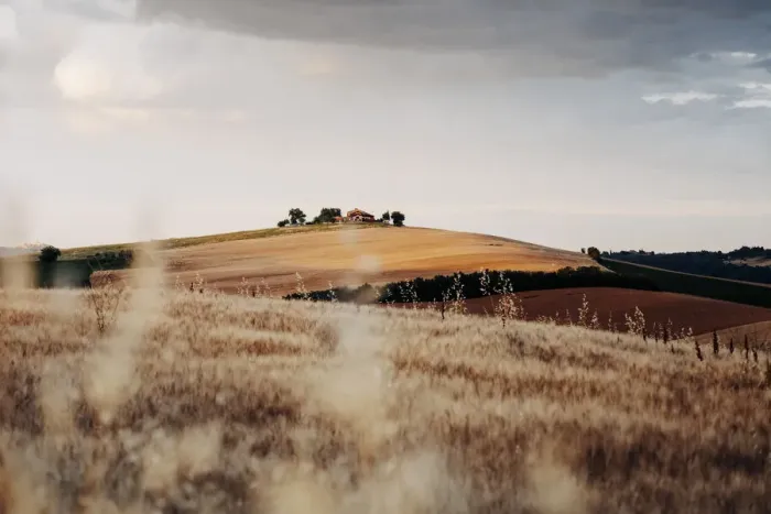 Framed Print : Rural scene, wheat and hills in Marche region, Central Italy