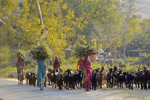 Rural women herding goats, Rajasthan, India, Asia