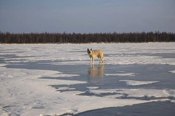 Russia, Siberia, Baikal; A wolf on frozen lake baikal