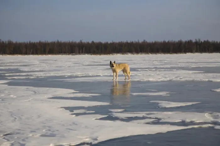 Framed Print : Russia, Siberia, Baikal; A wolf on frozen lake baikal Framed Print : Russia, Siberia, Baikal; A wolf on frozen lake baikal