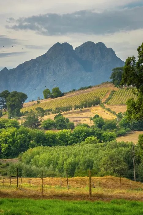 Framed Print : Rustenberg Wine Estate, Stellenbosch, Western Cape, South Africa Framed Print : Rustenberg Wine Estate, Stellenbosch, Western Cape, South Africa