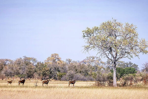 Sable Antelope, Okavango Delta, Botswana