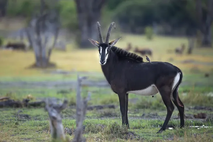 Framed Print : Sable Antelope, Okavango Delta, Botswana Framed Print : Sable Antelope, Okavango Delta, Botswana