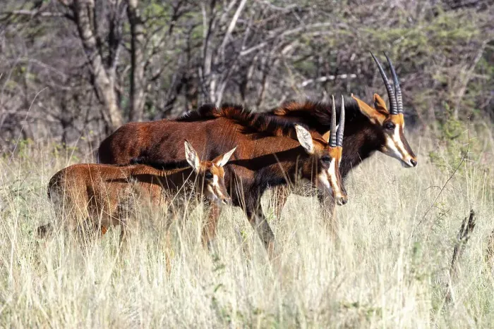 Framed Print : Sable antelope, Okonjima Nature Reserve, Namibia, Africa Framed Print : Sable antelope, Okonjima Nature Reserve, Namibia, Africa