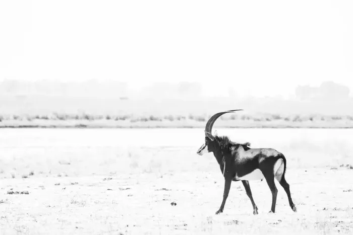 Framed Print : Sable, Chobe River, Chobe National Park, Botswana Framed Print : Sable, Chobe River, Chobe National Park, Botswana