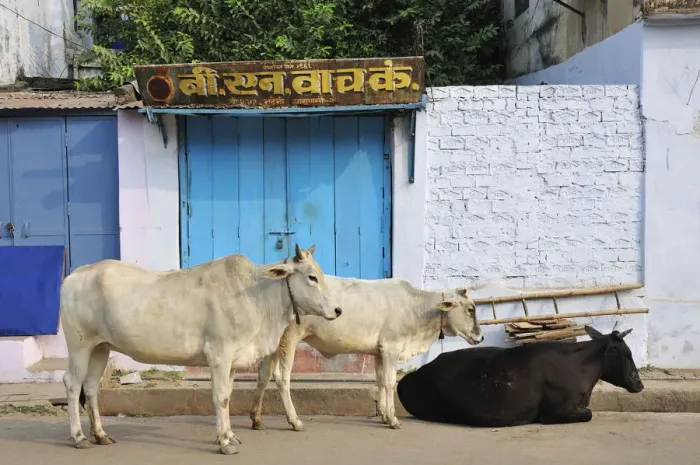 Framed Print : Sacred cows, Varanasi, India Framed Print : Sacred cows, Varanasi, India