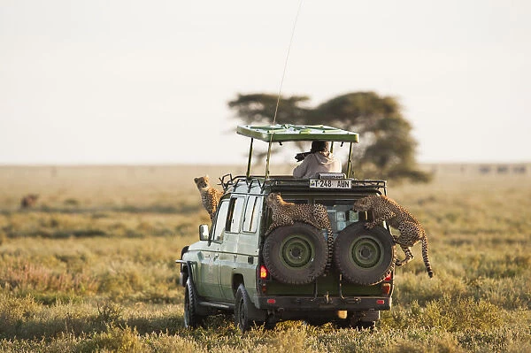 Safari vehicle with tourist and wildlife cheetah on vehicle Serengeti, Tanzania