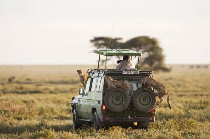 Framed Print : Safari vehicle with tourist and wildlife cheetah on vehicle Serengeti, Tanzania Framed Print : Safari vehicle with tourist and wildlife cheetah on vehicle Serengeti, Tanzania