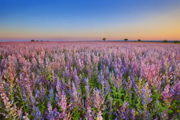 Framed Print : Sage field - France, Provence-Alpes-Cote d Azur, Alpes de Haute Provence