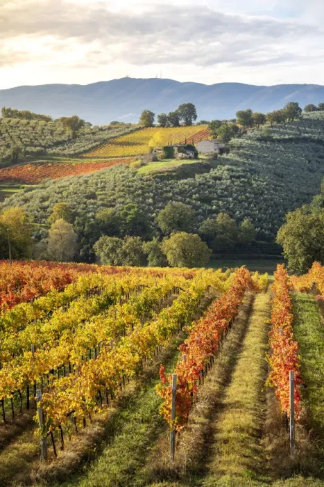 Framed Print : Sagrantino di Montefalco Vineyards in autumn, Umbria, Italy Framed Print : Sagrantino di Montefalco Vineyards in autumn, Umbria, Italy